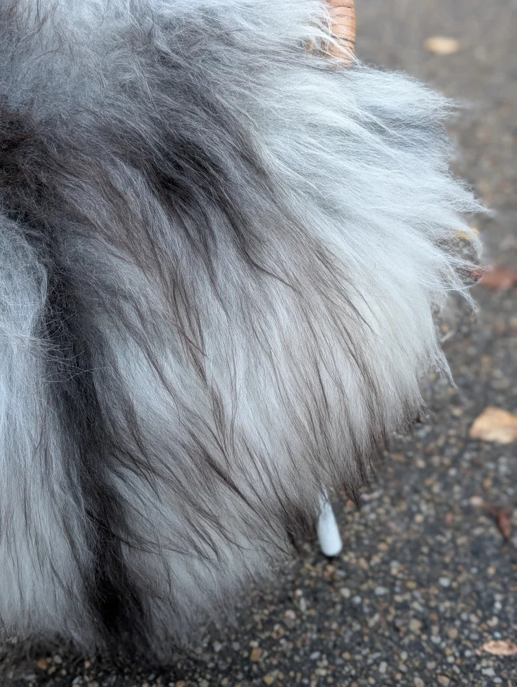 A fluffy long wool icelandic dogs fur blends with the grey icelandic sheepskin in the massive 56 by 35 natural wool rug
