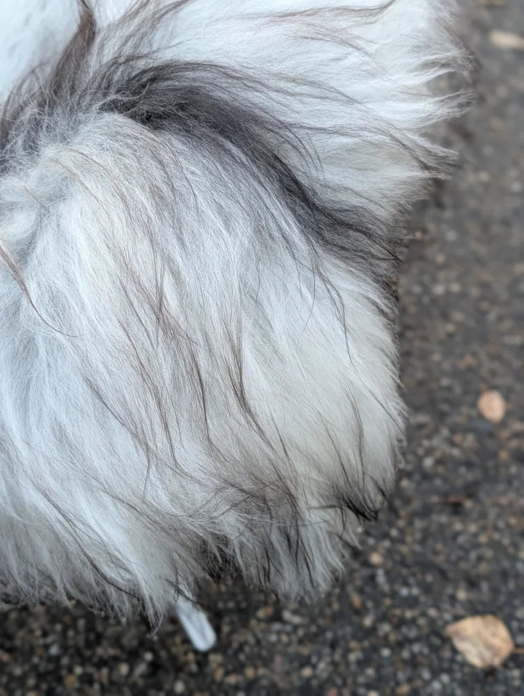 Fluffy wool icelandic sheepskins with long wool icelandic strands in natural grey color perfect for cozy spaces