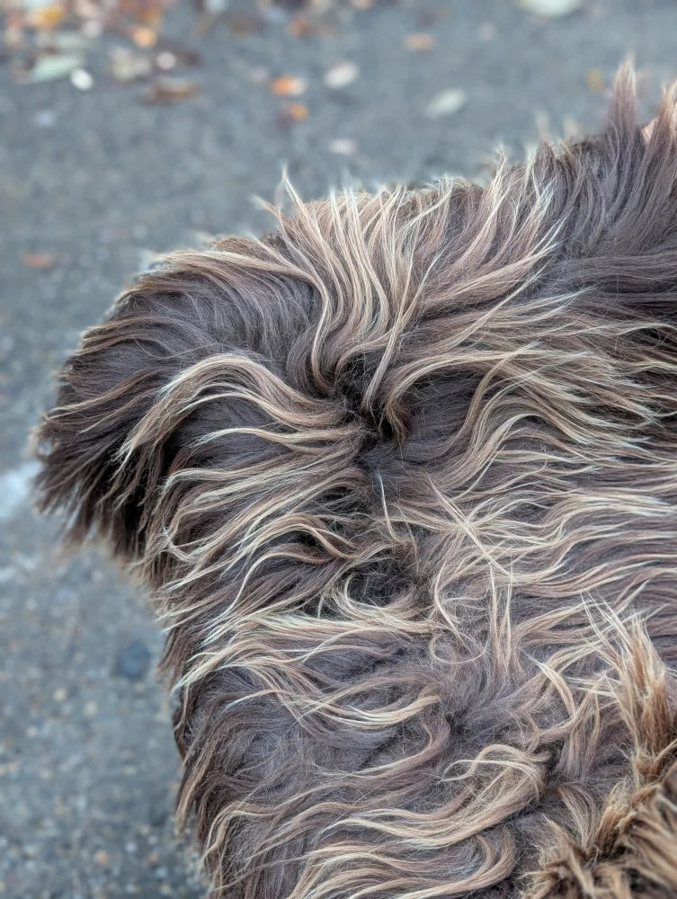 A fluffy dark rusty icelandic sheepskin tail with long wool in dark brown and tan on the back side of the product
