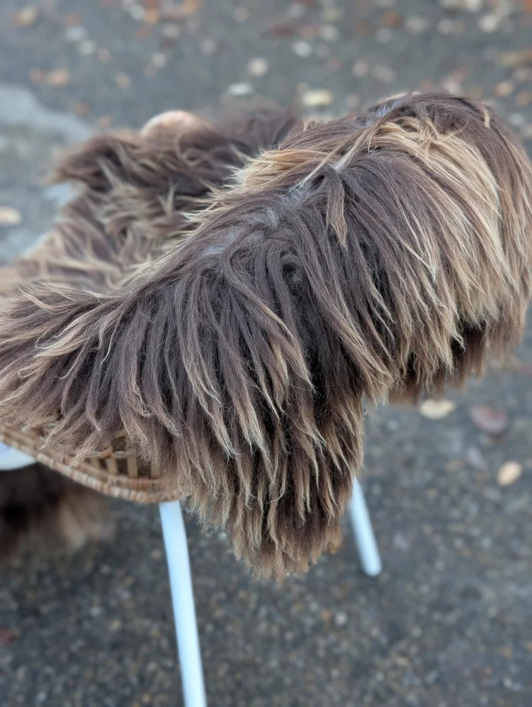 A fluffy dark rusty icelandic long wool dog sits on a white chair on a massive natural bronze icelandic sheepskin rug