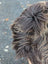 Fluffy dark rusty icelandic sheepskin tail with long wool and wavy fur on the back side of ice78 massive bronze Icelandic sheepskin