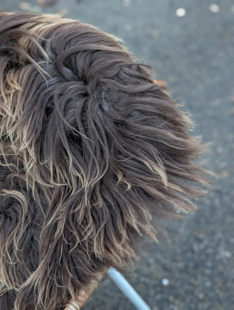 Back side of a massive natural bronze icelandic sheepskin with a fluffy dark rusty icelandic long wool tail visible