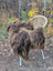 A cozy thick brown faux fur throw draped over a rattan chair featuring massive natural bronze icelandic sheepskin wool