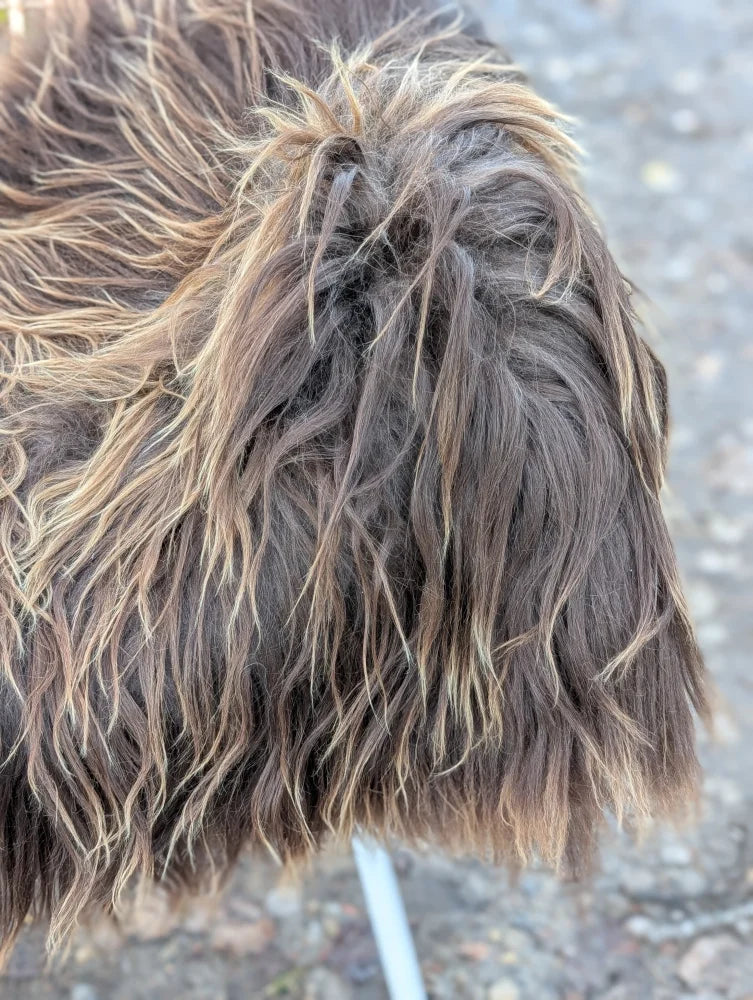 Massive natural bronze icelandic sheepskin with thick shaggy dark brown and tan wool icelandic fur with a wet look
