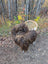 A cozy thick brown faux fur throw draped over a wicker chair showcasing a massive natural bronze icelandic sheepskin