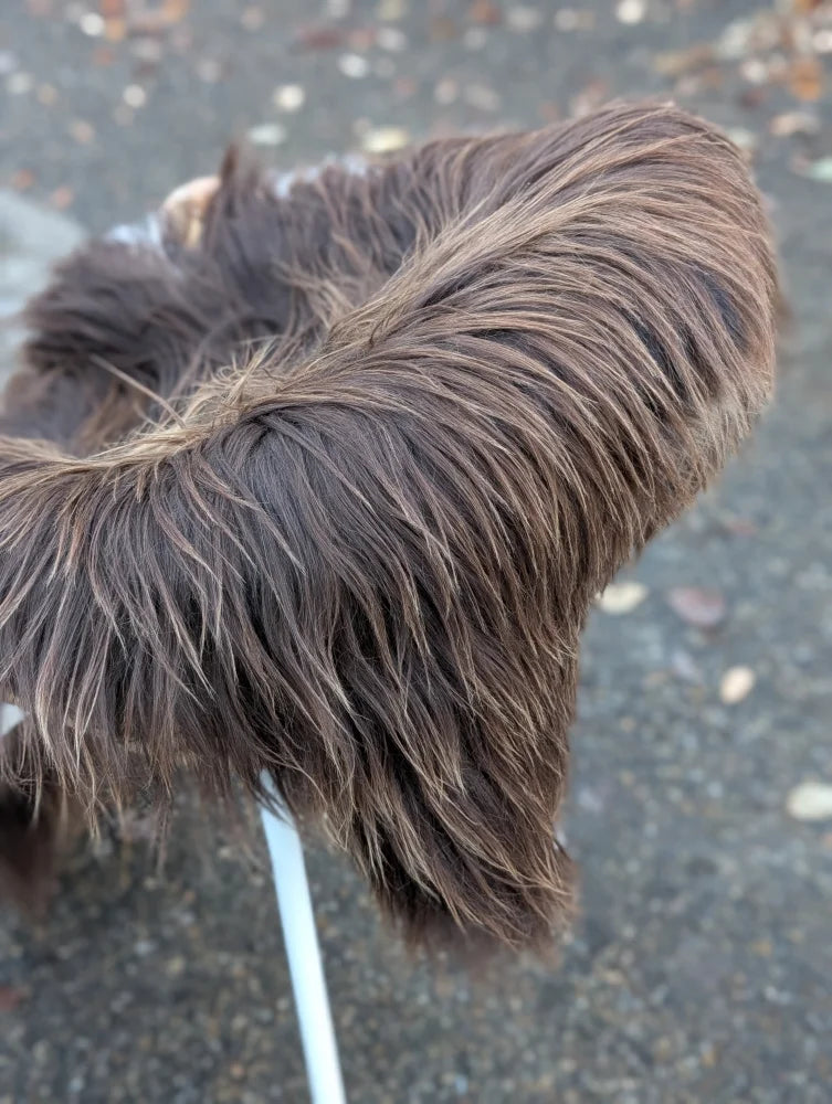 A fluffy long-haired dog with dark rusty icelandic fur stands on a paved surface near a massive natural bronze icelandic sheepskin