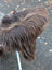 A fluffy long-haired dog with dark rusty icelandic fur stands on a paved surface near a massive natural bronze icelandic sheepskin
