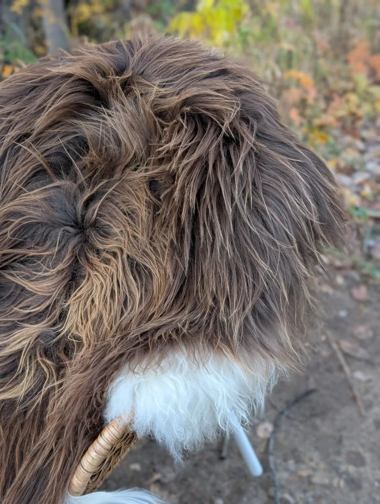 A fluffy brown and white dog lying on a massive natural bronze icelandic sheepskin wool icelandic rug