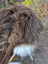 A fluffy brown and white dog lying on a massive natural bronze icelandic sheepskin wool icelandic rug