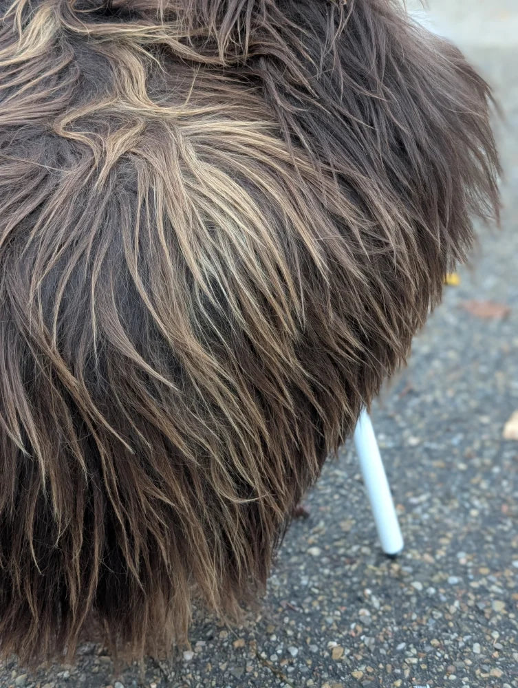 A fluffy dark rusty icelandic long wool dog lying on a 59 x 38 inch massive natural bronze icelandic sheepskin rug