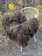 A massive natural bronze icelandic sheepskin throw in wool icelandic style draped over a wicker chair