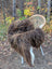 A thick shaggy brown and white wool icelandic sheepskin throw draped over a wicker chair for cozy use