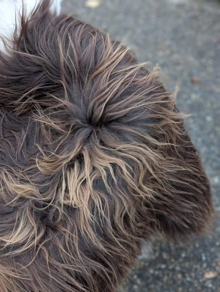 Fluffy dark rusty icelandic sheepskin tail with long wool in massive natural bronze 59 by 38 inches sheepskin back side