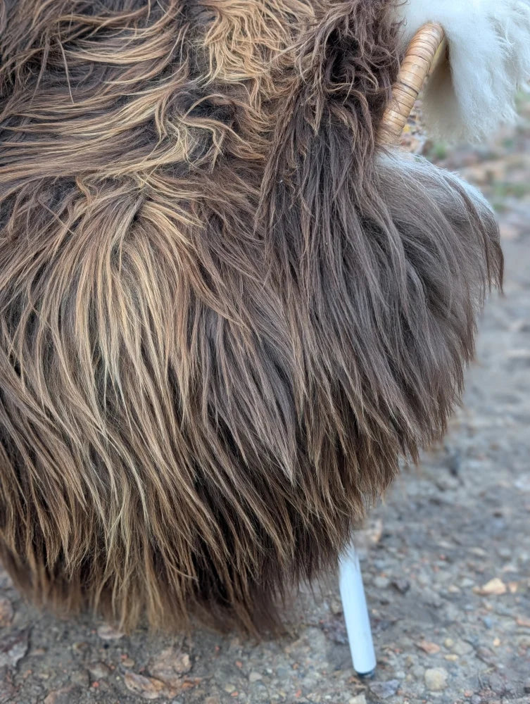 A fluffy brown and tan goat with curved horn beside a massive natural bronze icelandic sheepskin rug wool icelandic style