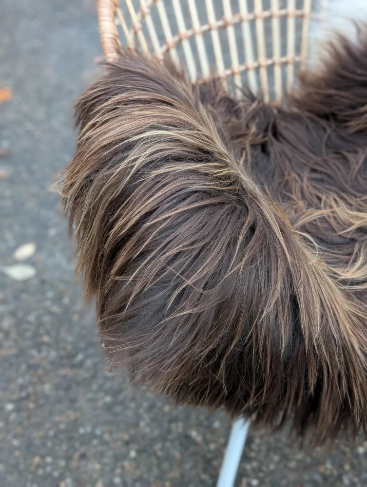 A fluffy long wool icelandic dog with dark rusty icelandic fur sitting on a woven chair with massive natural bronze icelandic sheepskin
