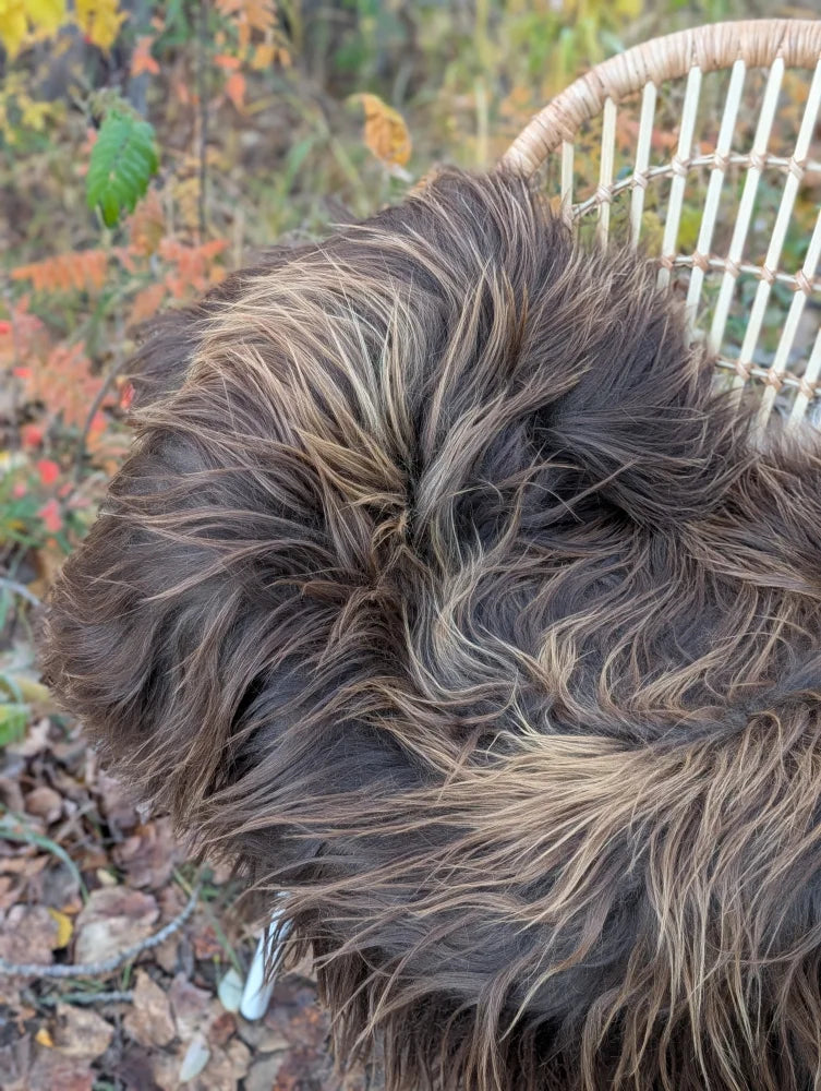 A fluffy dog sits on a massive natural bronze icelandic sheepskin showing soft wool icelandic texture outdoors