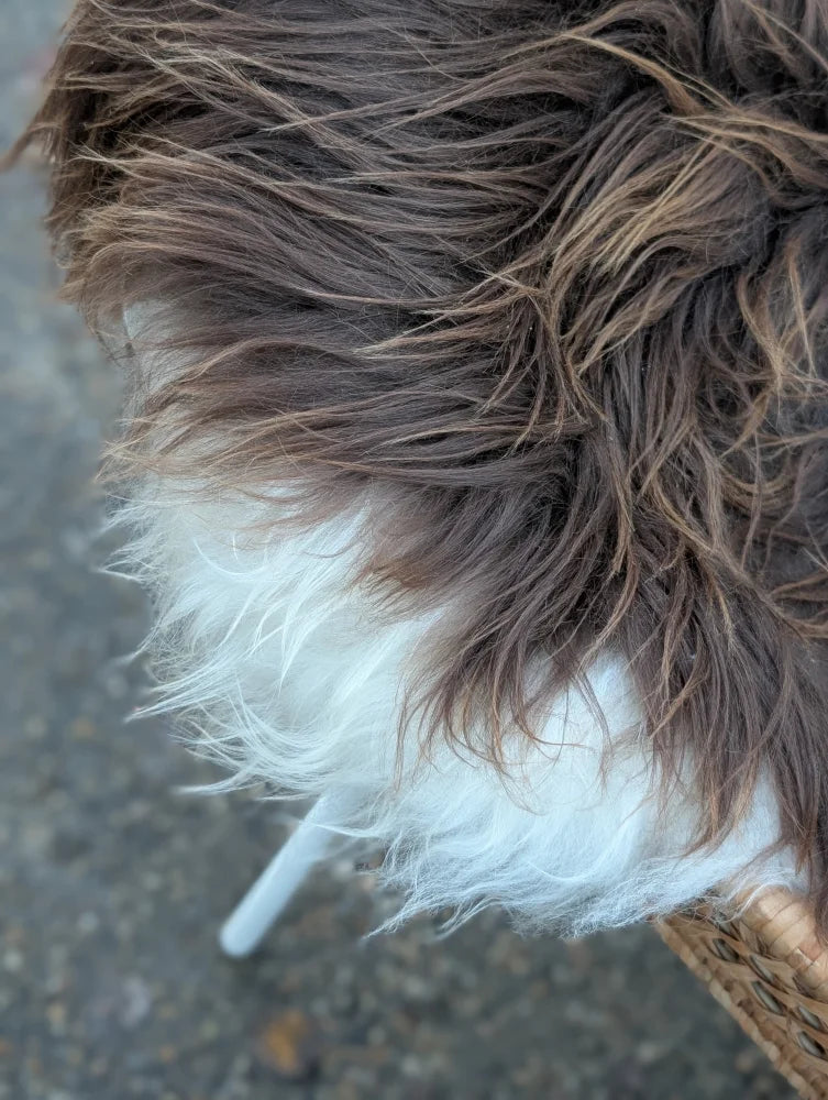 A fluffy long wool icelandic sheepskin with dark rusty icelandic brown and white fur in a massive natural bronze shade