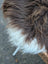 A fluffy long wool icelandic sheepskin with dark rusty icelandic brown and white fur in a massive natural bronze shade
