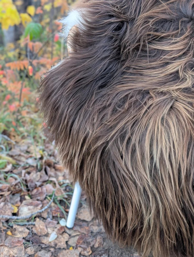 A fluffy long-haired dog on a 59 x 38 inch massive natural bronze icelandic sheepskin wool icelandic rug