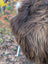 A fluffy long-haired dog on a 59 x 38 inch massive natural bronze icelandic sheepskin wool icelandic rug