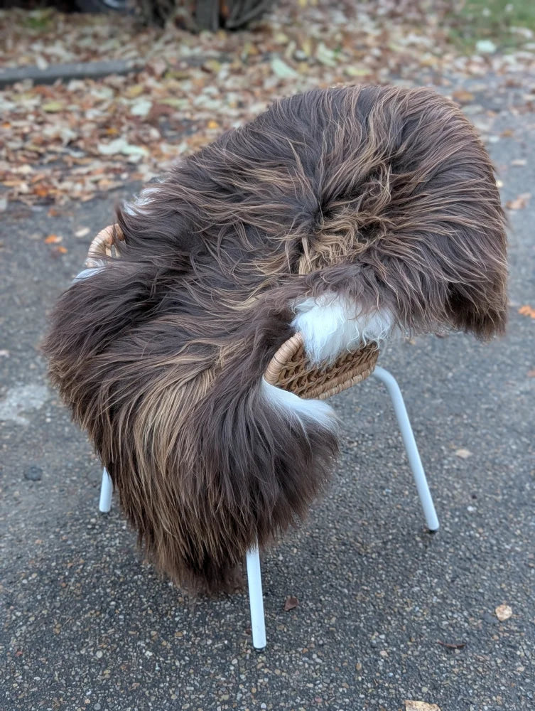 A fluffy brown and white dog sits on a woven chair with a 59x38 dark rusty icelandic sheepskin rug