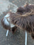 A fluffy brown and white dog on a 59 x 38 dark rusty icelandic sheepskin with long wool icelandic fur