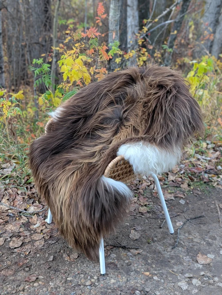 A massive natural bronze icelandic sheepskin throw with long brown and white fur draped over a minimalist chair with metal legs