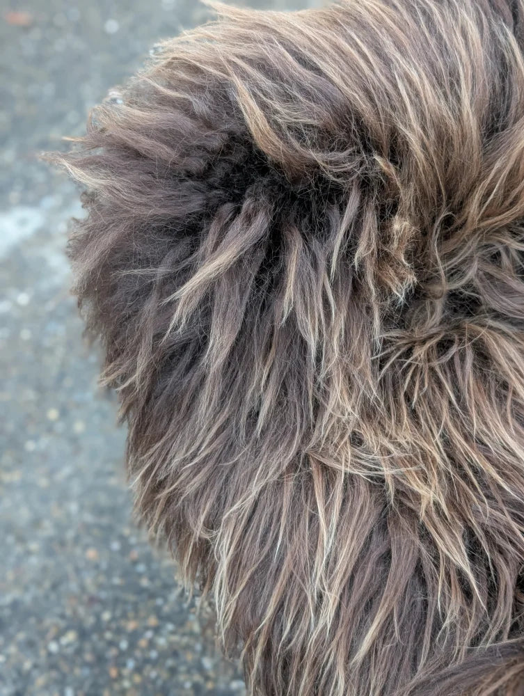 Fluffy shaggy tail of long wool icelandic sheepskin with dark rusty brown and lighter tan fur on the back side