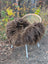 A cozy massive natural bronze icelandic sheepskin rug draped over a woven wicker chair with white metal legs