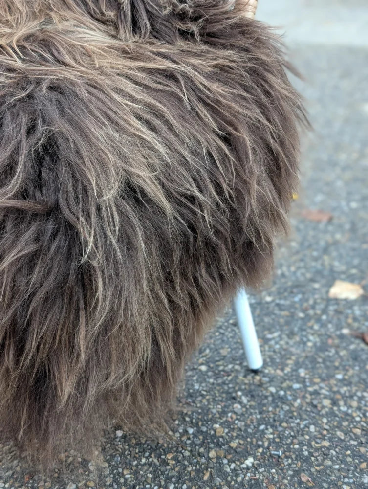 A fluffy long wool icelandic dog with dark rusty and tan fur lying on a 58 x 34 inch massive natural bronze icelandic sheepskin