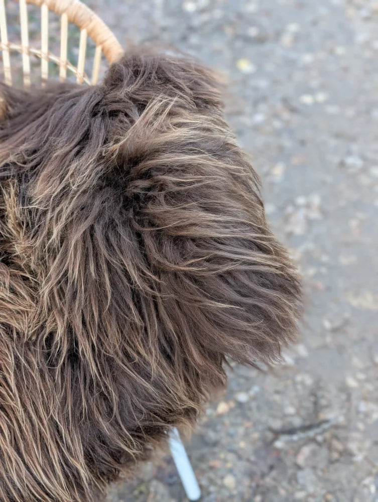 A fluffy long-haired dog on a massive natural bronze icelandic sheepskin rug with rich brown and tan wool icelandic colors