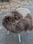 A plush dark rusty icelandic sheepskin throw draped over a white wicker chair showcasing long wool icelandic texture
