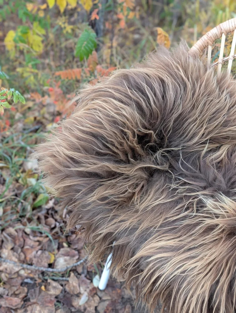 A fluffy long-haired dog with brown and tan fur lying on a massive natural bronze icelandic sheepskin rug