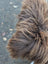 A fluffy long wool icelandic dog with dark rusty icelandic and tan fur on a massive natural bronze icelandic sheepskin