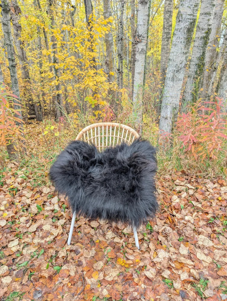 Black fluffy long wool icelandic sheepskin throw draped over light wicker chair with metal legs
