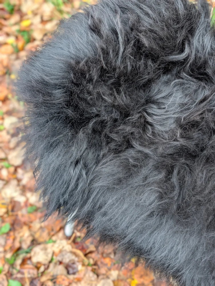 A fluffy black dog laying on a long wool icelandic sheepskin rug with thick curly natural black wool