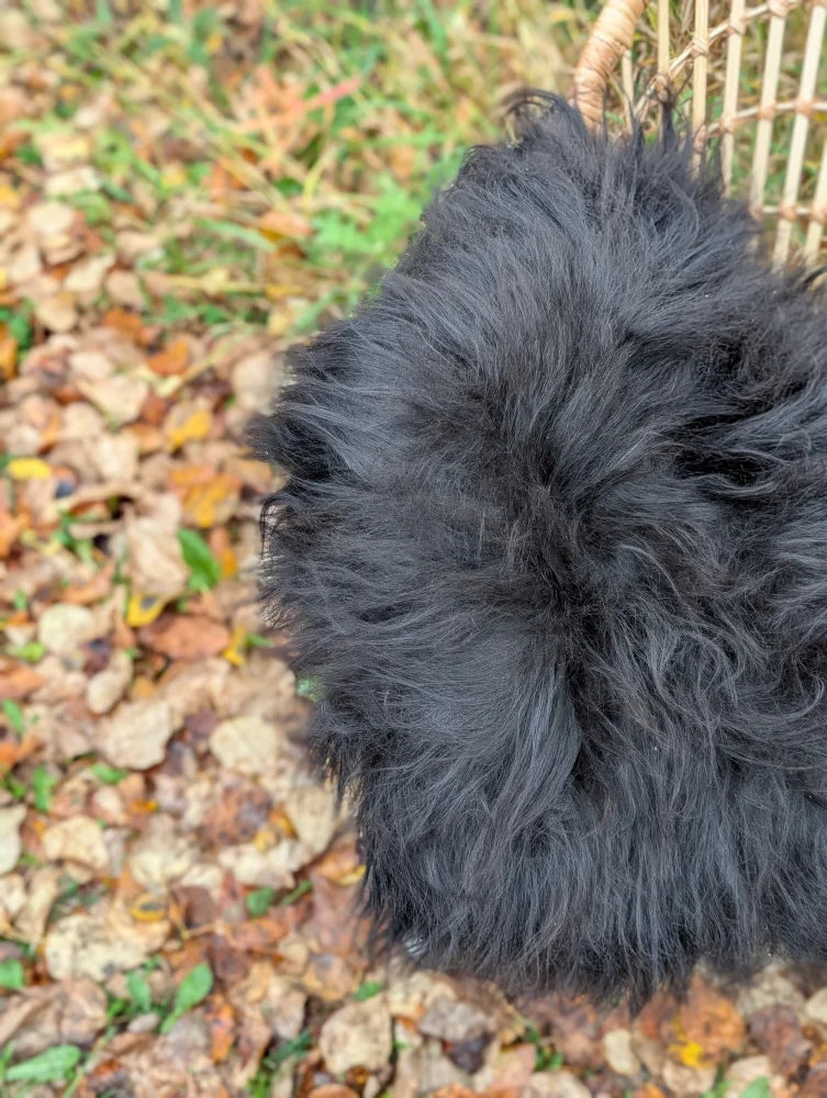A close-up of fluffy long wool black icelandic sheepskin from the back side of an ice13 natural sheepskin rug