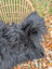 A plush dark gray wool icelandic sheepskin long wool throw draped over a wicker chair for cozy use