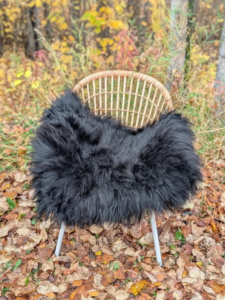 Black fluffy long wool icelandic sheepskin chair cover draped over wicker chair with metal legs