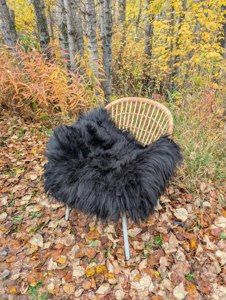 Black fluffy icelandic sheepskin throw with long wool draped over a wicker chair for cozy decor