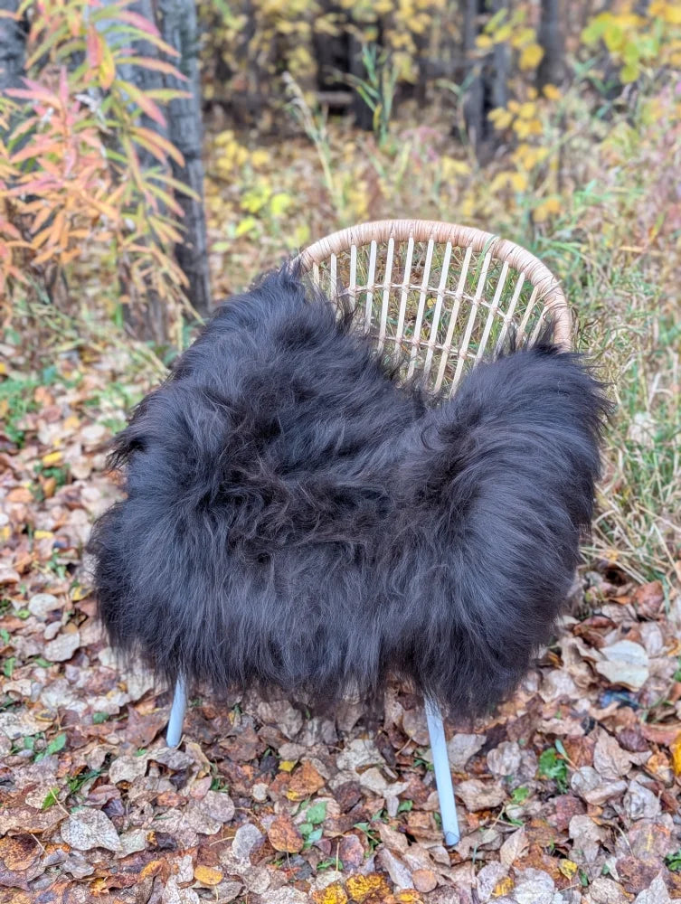 Black fluffy long wool icelandic sheepskin throw draped over wicker chair with light blue metal legs