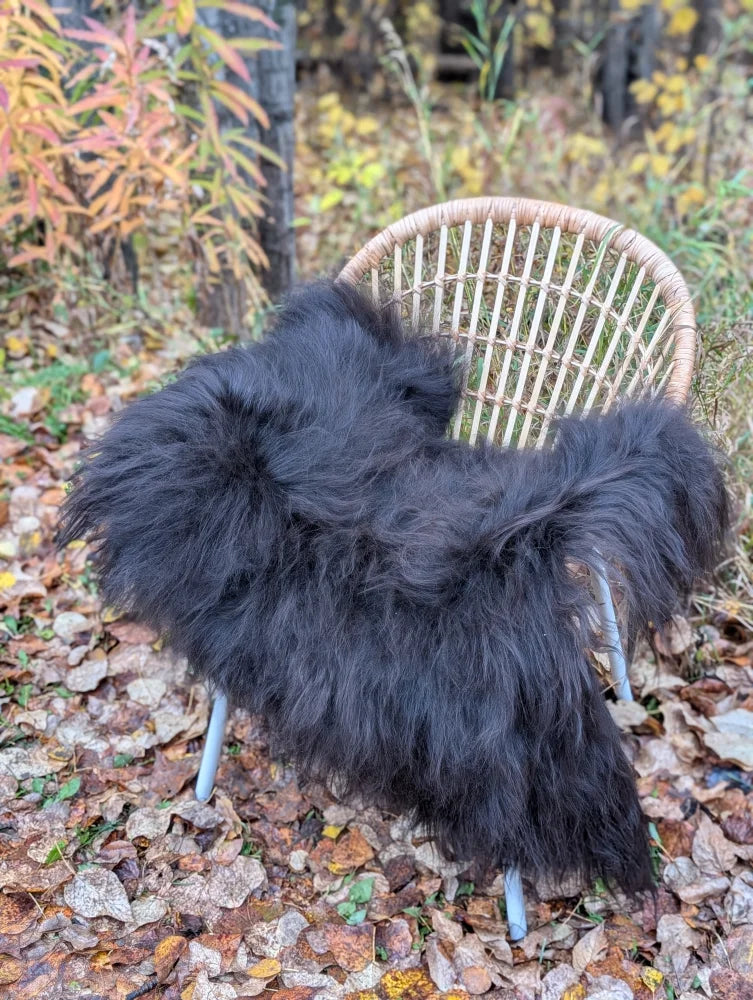 Black fluffy long wool icelandic sheepskin throw draped over wicker chair in natural black color