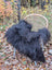 Black fluffy long wool icelandic sheepskin throw draped over wicker chair in natural black color