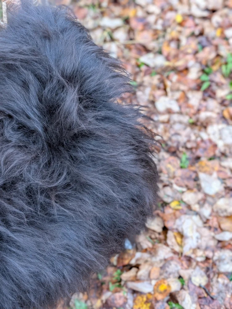 A fluffy black long wool icelandic sheepskin tail with thick textured fur showing the back side of the product