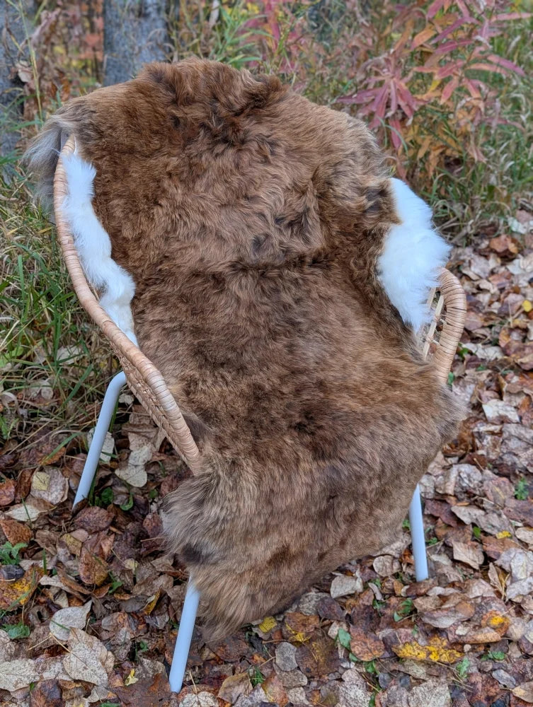 Brown and white icelandic sheepskin rug with shortwool draped over wicker chair showcasing wool icelandic texture