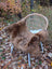 Brown icelandic sheepskin shortwool rug draped over woven rattan chair with white metal legs perfect for cozy decor