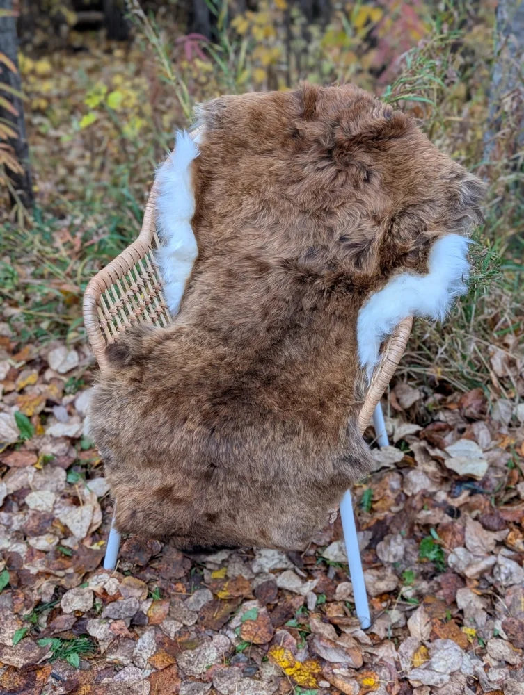 Brown fluffy icelandic sheepskin rug with white fur trim draped over wicker chair wool icelandic shortwool