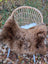 Brown icelandic sheepskin shortwool rug draped over woven rattan chair with white legs perfect for cozy decor