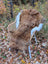 Brown Icelandic sheepskin shortwool rug with white fur trim draped over a wicker chair for cozy decor