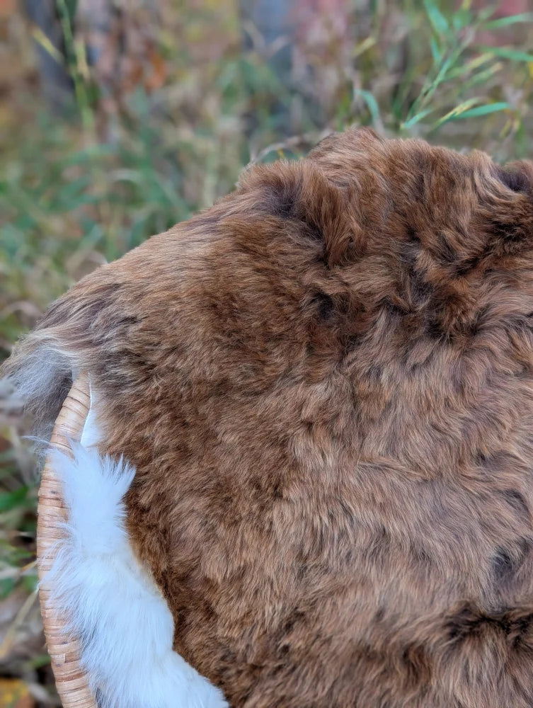 A fluffy brown and white rabbit resting in a woven basket on a soft wool icelandic sheepskin shortwool rug